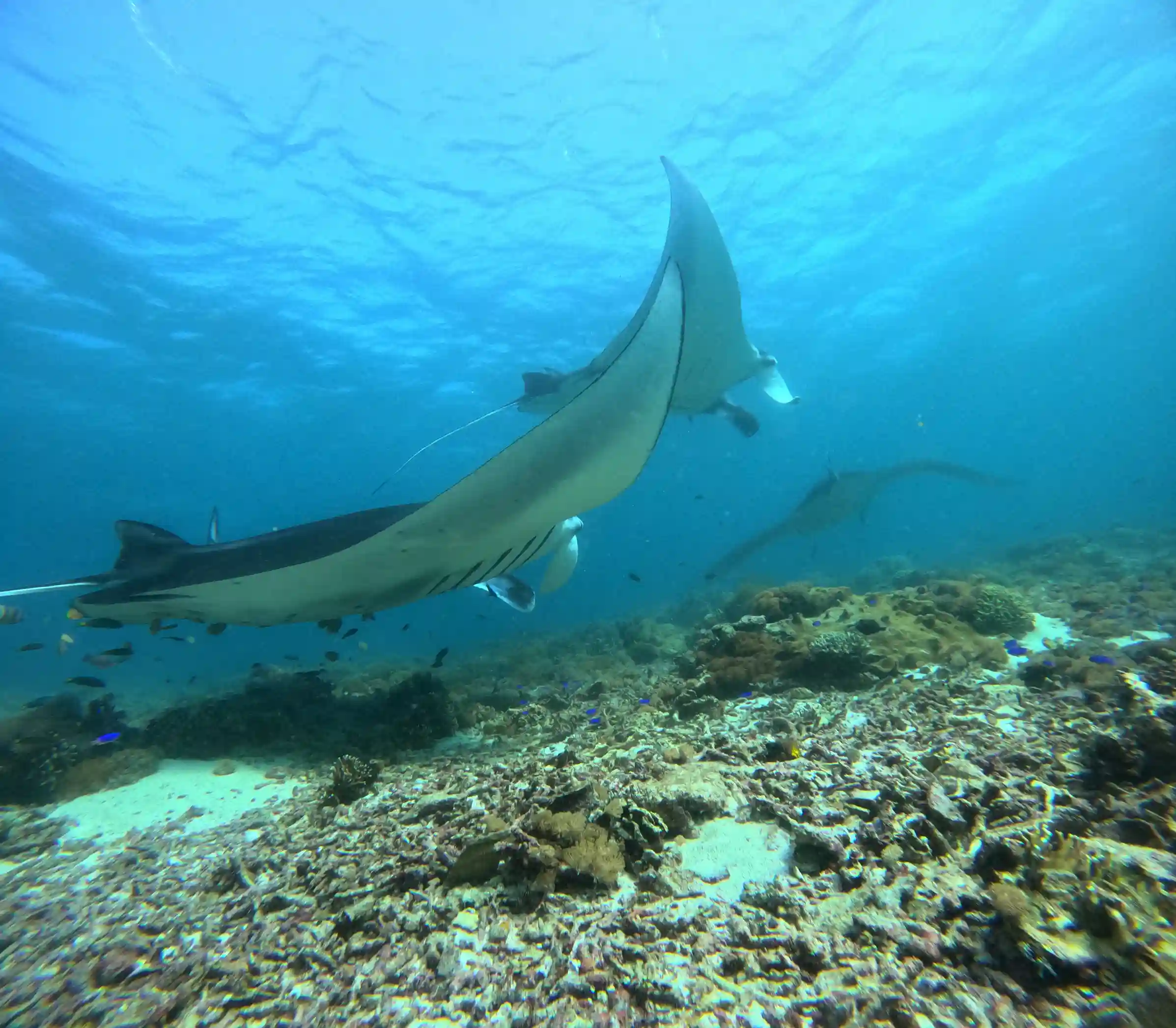 Experience the Thrill of a Catnazse Komodo Island Boat Trip: Your Ultimate Guide to Adventure