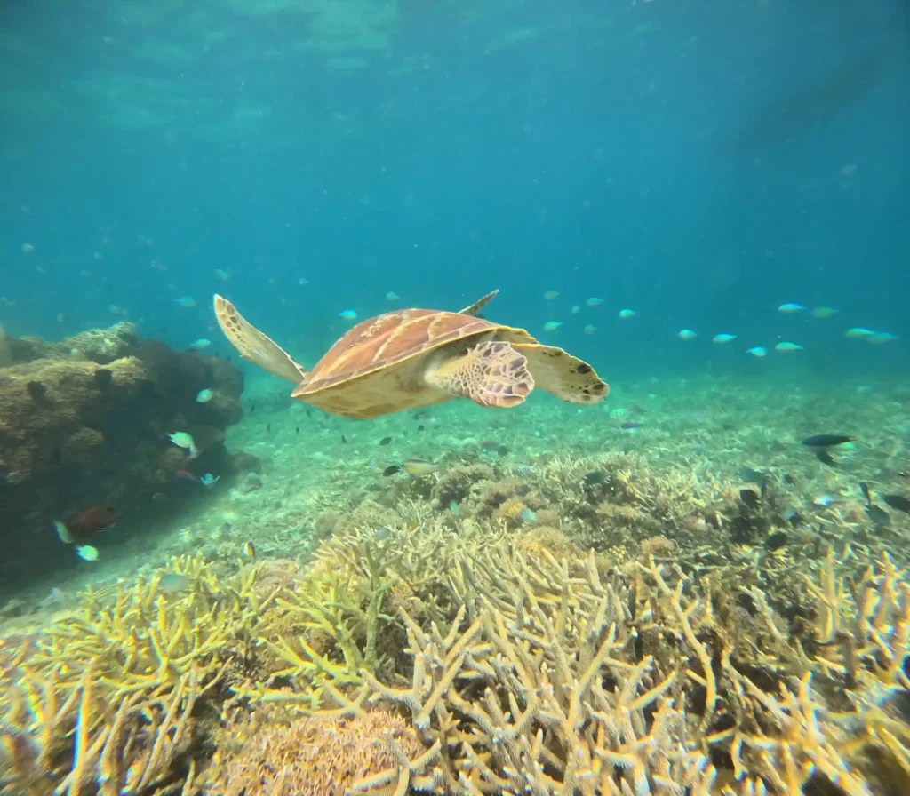 Discover the Thrills of Catnazse Diving Liveaboard Komodo: Your Ultimate Adventure Awaits!