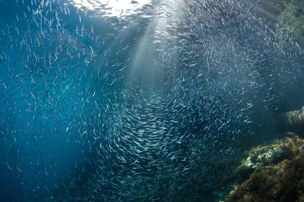 Discover the Best Season for Snorkeling with Catnazse: Your Ultimate Guide
