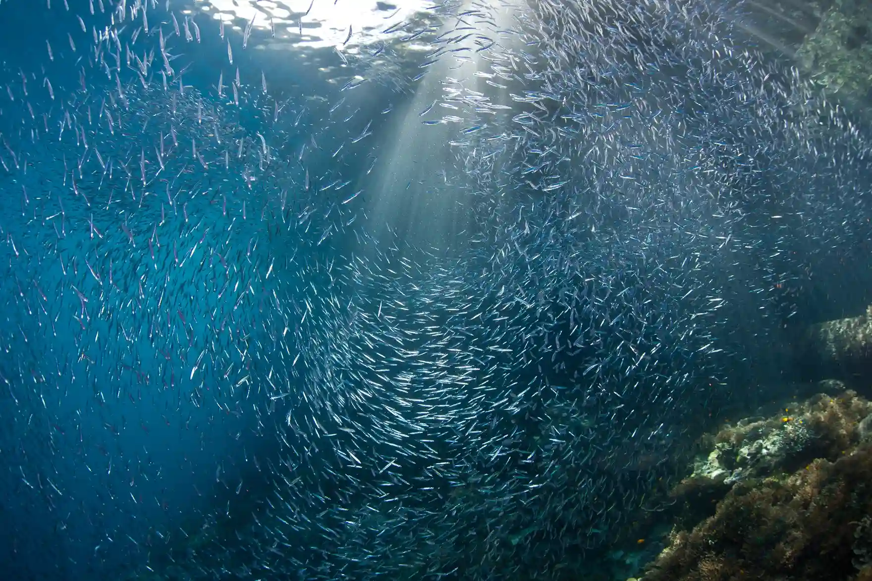 Discover the Best Season for Snorkeling with Catnazse: Your Ultimate Guide