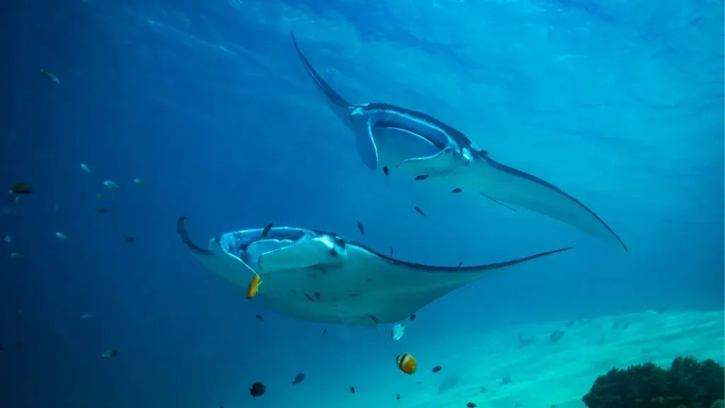 Snorkelling with Manta Rays at Karang Makassar: Timing, Currents and the Rules