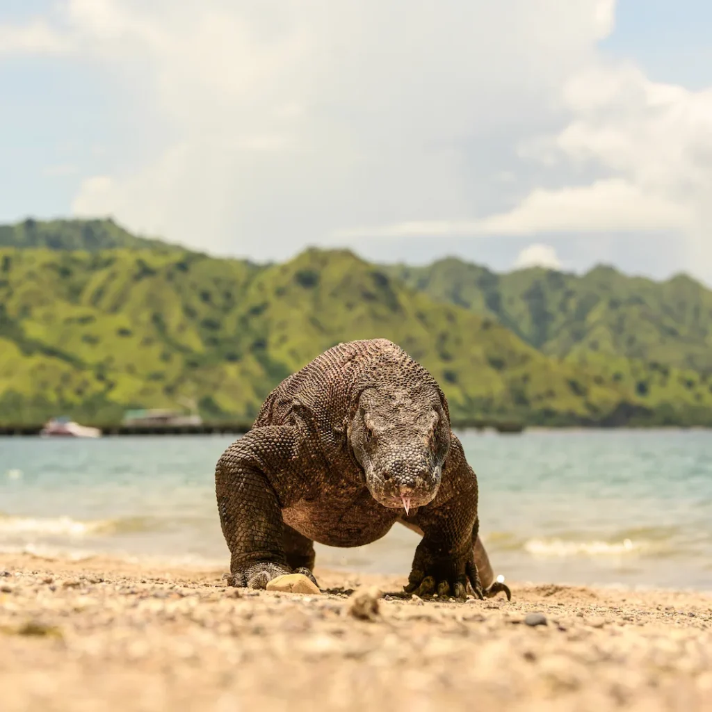 Komodo Island or Rinca: Which Dragon Trek Is On Your Itinerary, and How They Differ