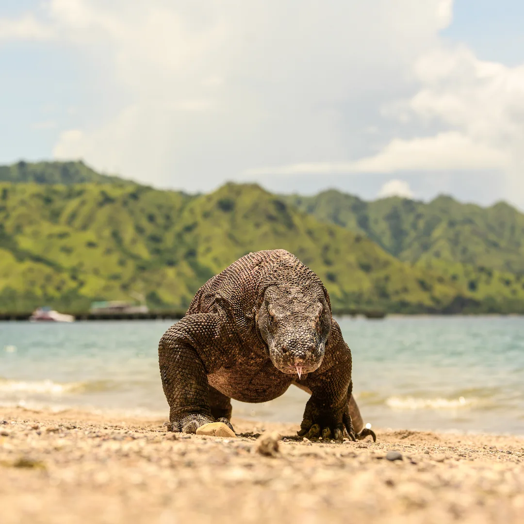 Komodo Island or Rinca: Which Dragon Trek Is On Your Itinerary, and How They Differ
